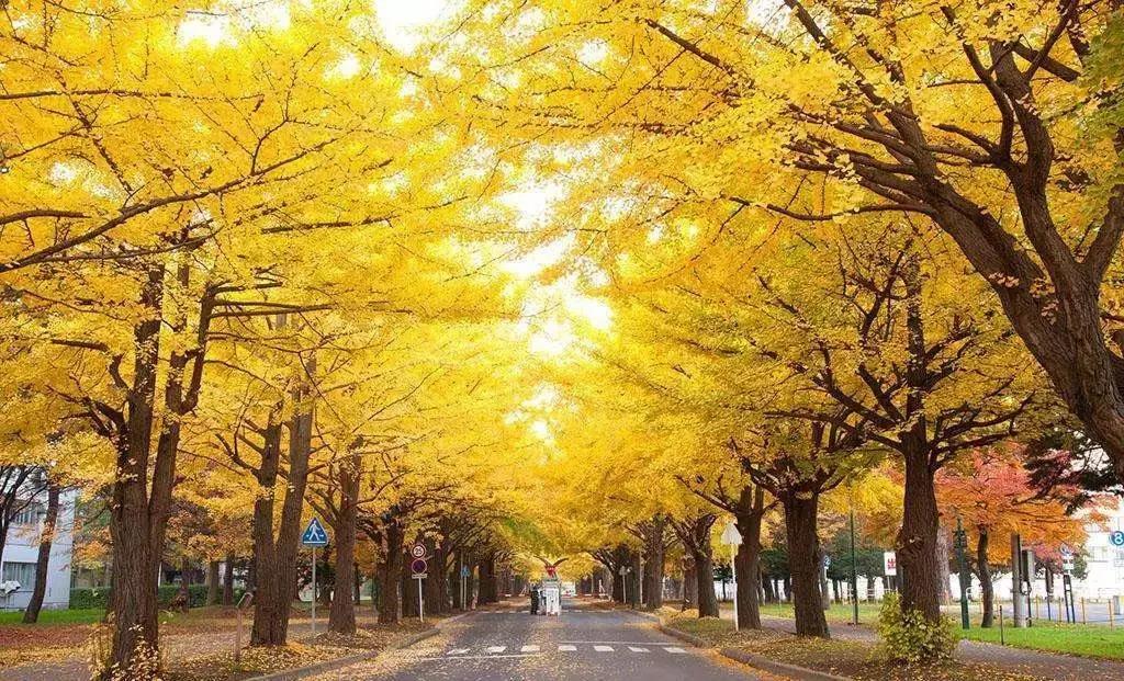 北海道大学